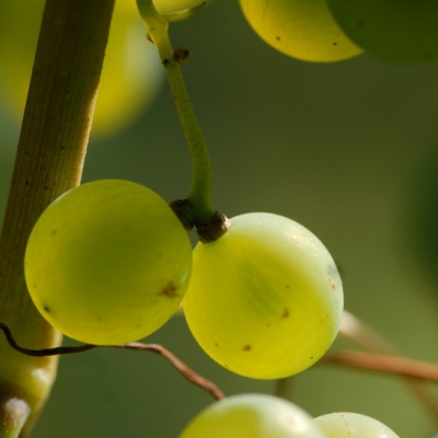 Silvaner ANT 1037